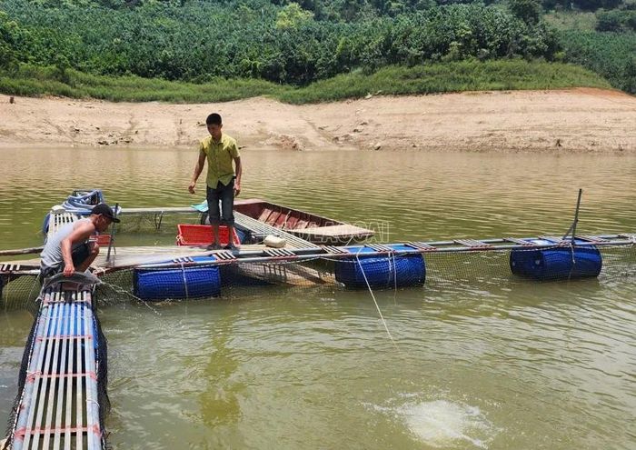 Người dân nỗ lực sục nước để tăng lượng oxy cứu cá.