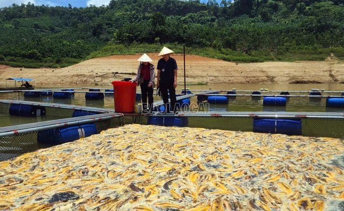Cá tầm chết nổi do thời tiết nắng nóng và mực nước hồ xuống cạn.