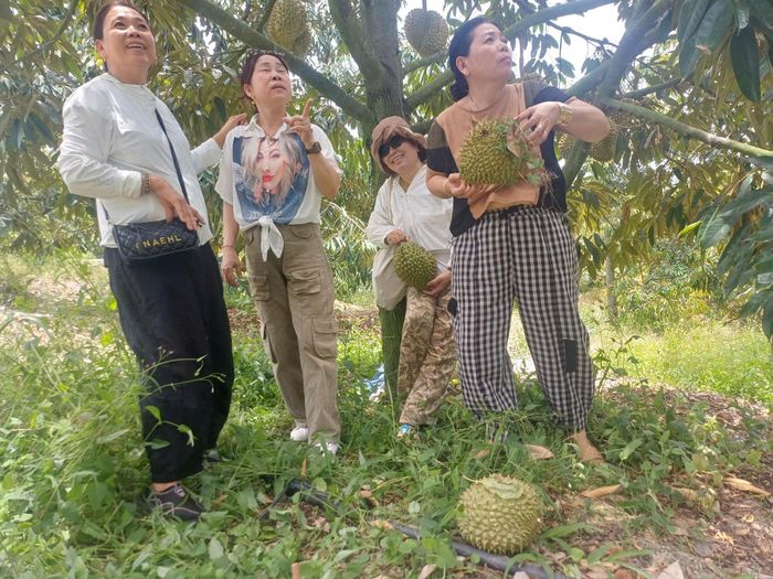 Du khách thích thú khi tự mình đi lượm sầu riêng chín rụng ở đảo Mắc Ca, xã La Dạ