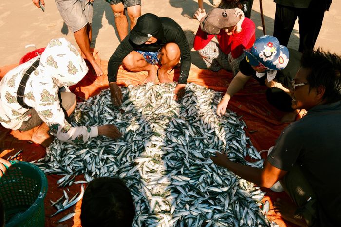 Mùa hè cũng là thời điểm vào vụ cá nam, nên hải sản ở làng chài rất phong phú