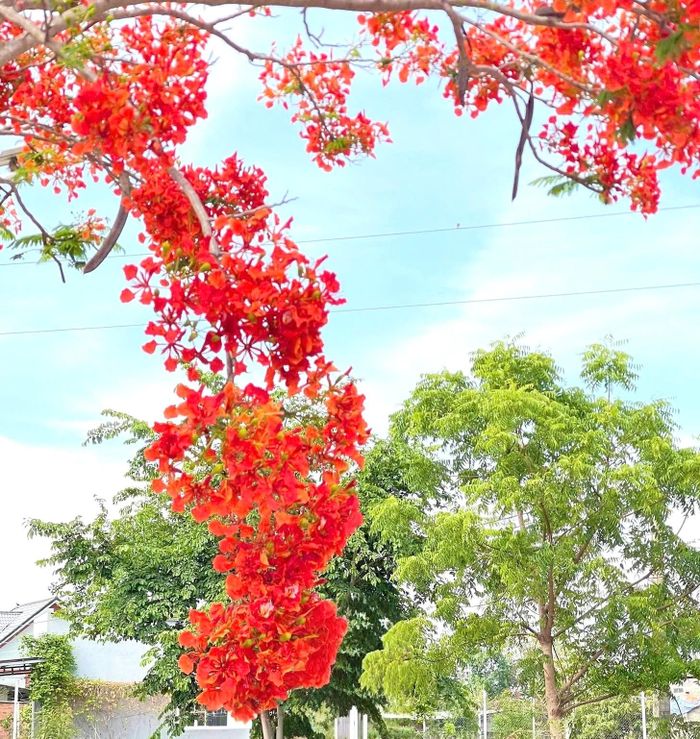 Hoa phượng nở báo hiệu mùa hè về