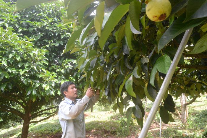 Một trang trại sản xuất măng cụt đạt tiêu chuẩn Global GAP xuất khẩu ra thị trường quốc tế từ nhiều năm nay ở khu vực tây Lâm Đồng