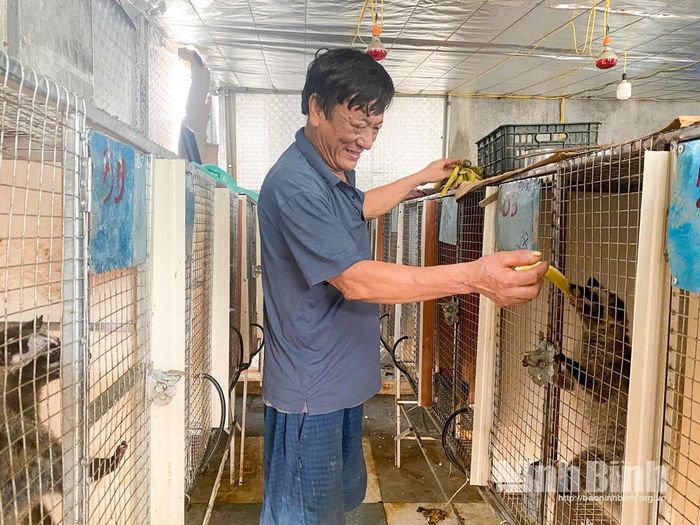 Ông Phạm Như Hải thành công với mô hình nuôi cầy hương.