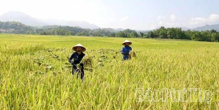 Đồn bốt, sân bay dã chiến năm xưa giờ đã thành những cánh đồng màu mỡ.