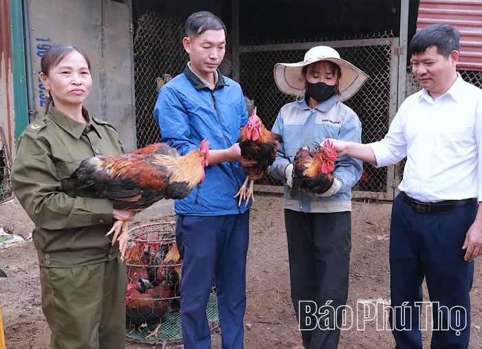 Mô hình chăn nuôi gà thương phẩm của gia đình hội viên Trần Thị Hiệp ở khu 9 cho hiệu quả kinh tế cao.