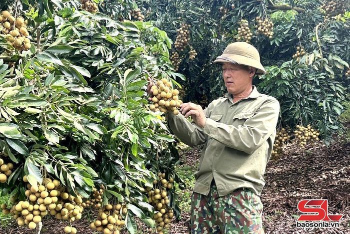 Nông dân bản Khương Tiên, xã Chiềng Khương thu hoạch nhãn chín sớm.