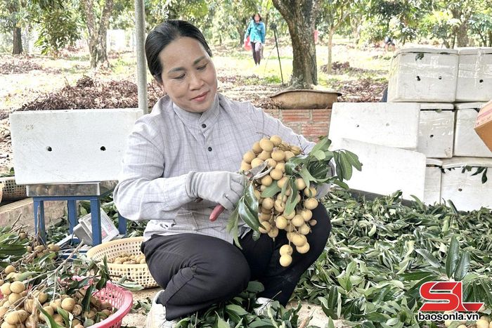 Nông dân xã Chiềng Khương thu hoạch nhãn chín sớm.