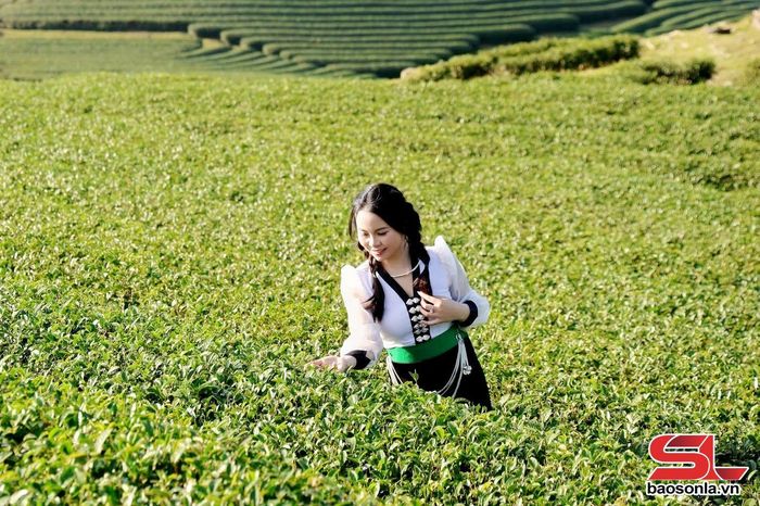 Đồi chè trên cao nguyên Mộc Châu. Ảnh Mạnh Chi