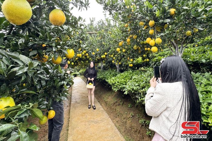 Du khách trải nghiệm vườn cam tại phường Vân Sơn.