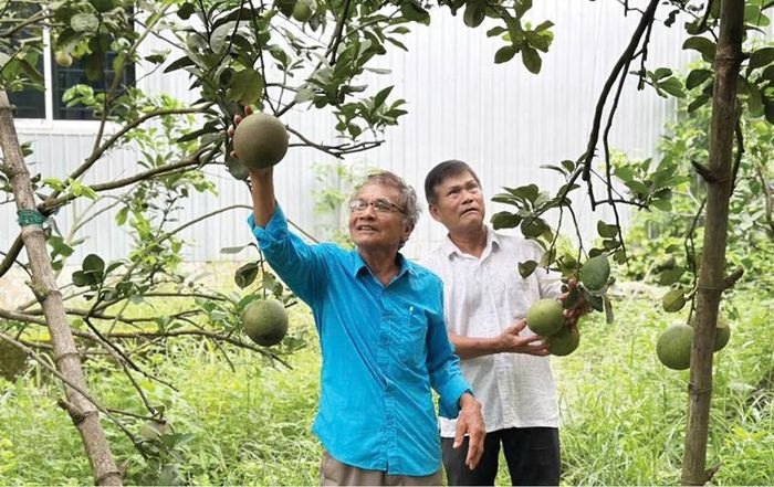  Hội viên người cao tuổi CLB Liên thế hệ tự giúp nhau xã Đan Điền hỗ trợ nhau làm kinh tế gia đình