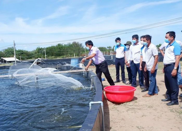 Đối tượng tham gia CLB Khoa học kỹ thuật nhà nông sẽ là những hội viên, nông dân có kiến thức khoa học kỹ thuật, kinh nghiệm trong sản xuất nông nghiệp; các nhà khoa học, doanh nghiệp, giám đốc doanh nghiệp, hợp tác xã và các thành phần khác hoạt động trong lĩnh vực nghiên cứu khoa học - công nghệ. Ảnh: Minh Mừng.