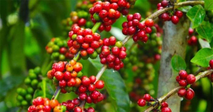 Giá cà phê trong nước hôm nay nối dài xu hướng giảm. Ảnh minh họa
