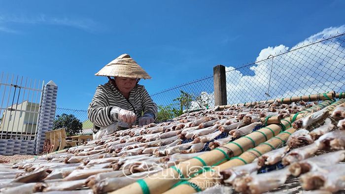 Khô cá đù - một trong những mặt hàng thế mạnh giúp nâng tầm thương hiệu làng nghề ở xã Gành Hào.