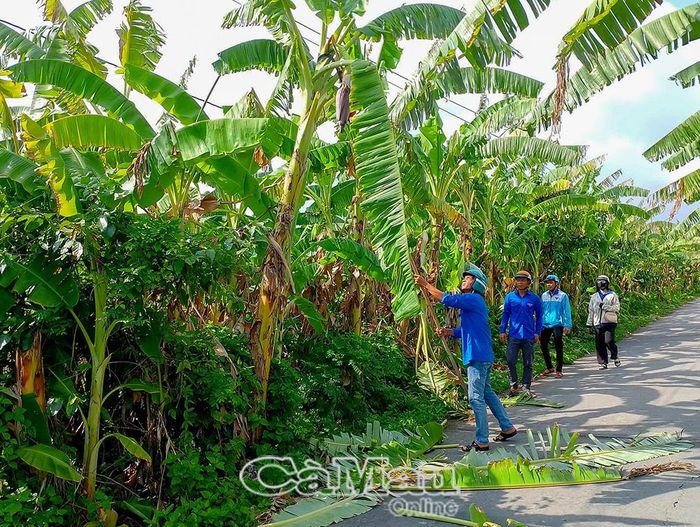 Đoàn viên, thanh niên tham gia cắt tỉa cây xanh che khuất tầm nhìn trên các tuyến giao thông nông thôn.