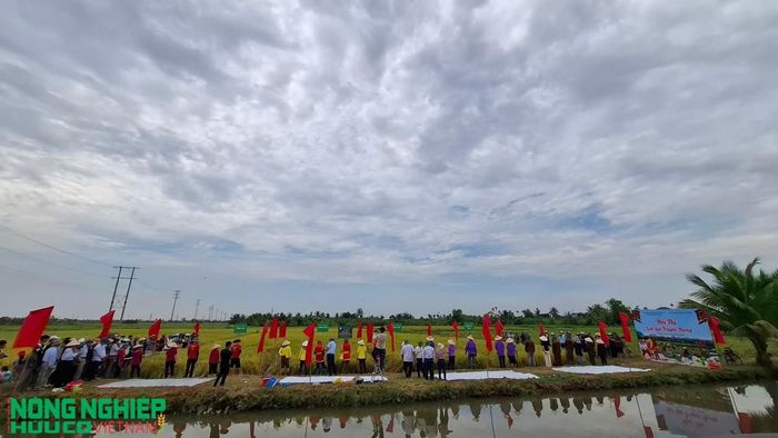 Cuộc thi gặt lúa truyền thống