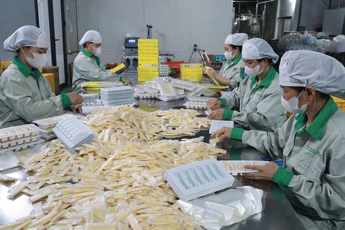 Sản xuất bánh sữa tại Công ty Cổ phần sữa Con Bò Vàng Ba Vì. Ảnh: Nguyễn Mai