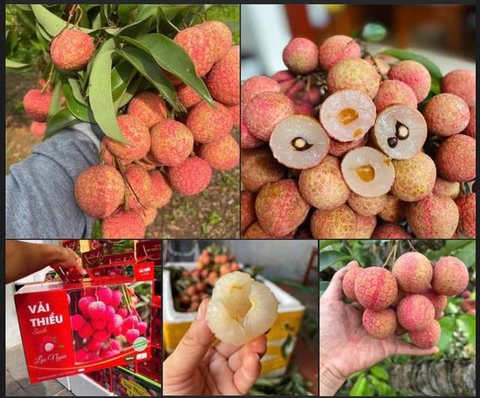 Việc vải thiều đầu vụ nhanh chóng nhận được sự quan tâm từ các nhà phân phối và người tiêu dùng được xem là tín hiệu tích cực cho mùa xuất khẩu trái cây năm nay.