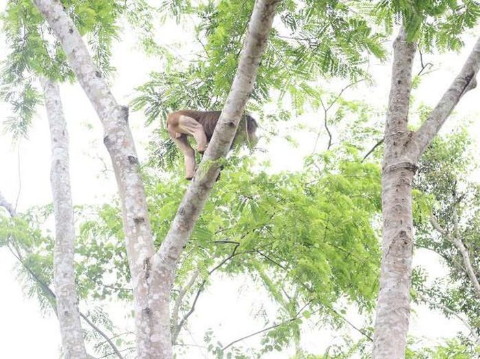 Chúng tìm kiếm những loại quả và lá cây yêu thích để ăn.