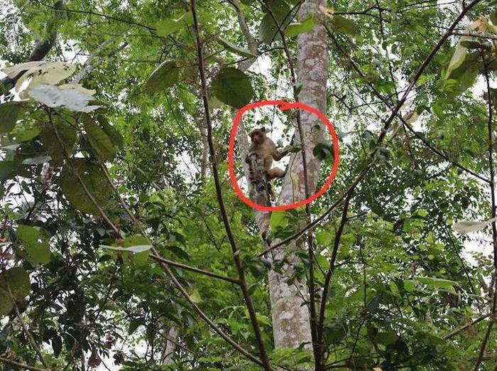 Khỉ trưởng thành di chuyển sâu vào những cánh rừng tự nhiên và tìm kiếm "bạn mới".
