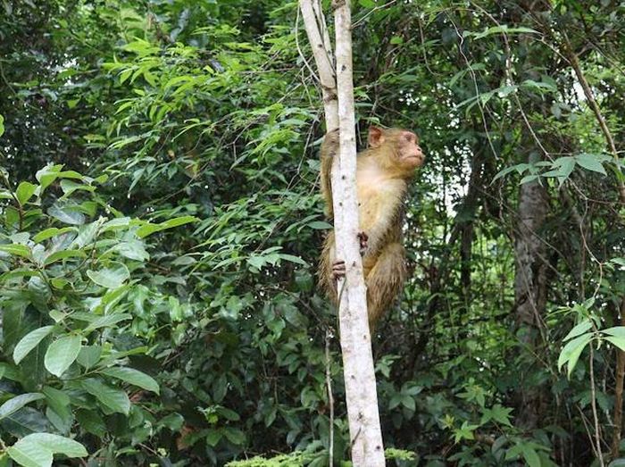 Được xem là loài động vật có sự tinh khôn nhất định, khỉ linh hoạt leo cây và nhanh chóng thích nghi với môi trường tự nhiên.