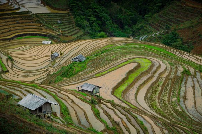 Mù Cang Chải mùa nước đổ được ví như một bức tranh thủy mặc.