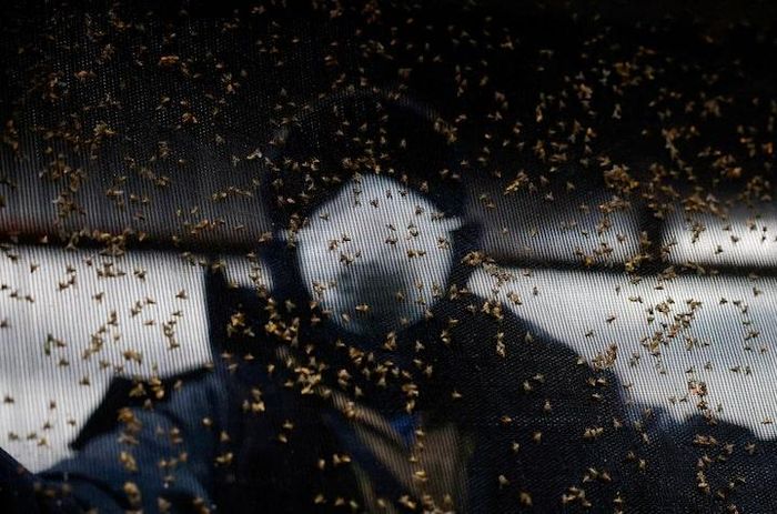  Công nhân làm việc tại cơ sở sản xuất ruồi vô sinh ở Metapa de Domínguez, Mexico. Ảnh: Reuters. 