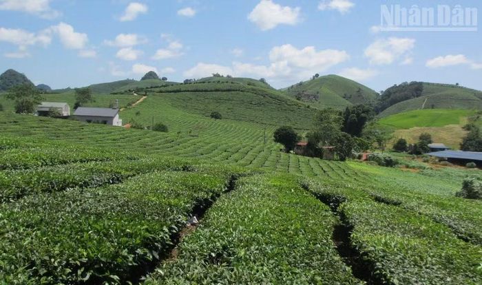 Các hộ dân trồng chè cũng yêu cầu cần làm rõ diện tích chè người dân tự khai hoang đất, tự trồng hay chè công ty đã thanh lý với diện tích chè của Vinatea Mộc Châu.