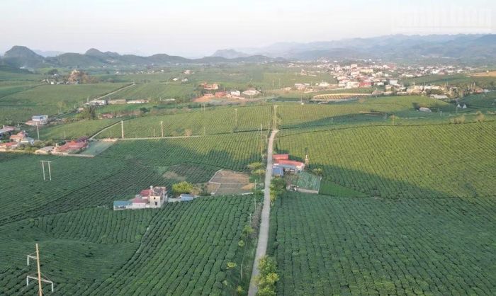 Các hộ dân trồng chè tại các xã, phường thuộc huyện Mộc Châu cũ đều cho rằng để bảo tồn được các đồng chè, tạo điểm nhấn cho du lịch theo chủ trương của tỉnh thì người trồng chè phải có thu nhập ổn định từ cây chè.