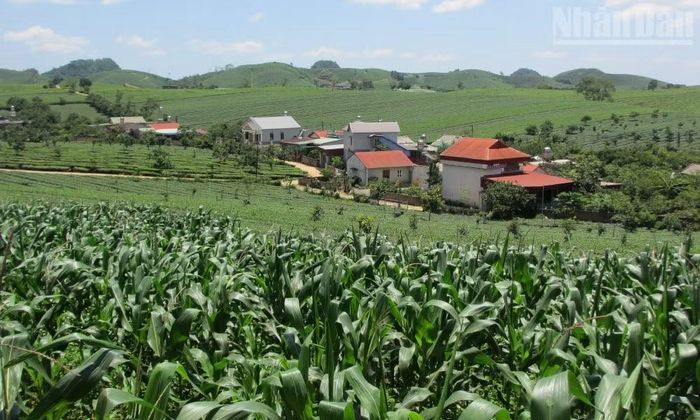 Một người dân tại Tổ dân phố 68, phường Vân Sơn phản ánh: Nhiều diện tích chè do người dân tự trồng trên đất khai hoang đã được chuyển đổi sang trồng một số loại cây trồng khác do thu nhập từ cây chè quá thấp.