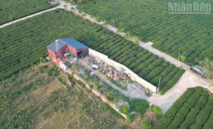 Ông Nguyễn Xuân Ước, con trai bà Đoàn Thị Mến, vợ liệt sĩ, cho biết: Gia đình hiện sử dụng diện tích đất khoảng 2.691m² do khai hoang, san lấp từ hố bom từ những năm 1970. Đất có trong sổ mục kê, gia đình đóng thuế từ năm 1997 và sử dụng ổn định lâu dài, nhưng đã bị Vinatea Mộc Châu kiện và đang yêu cầu cưỡng chế.