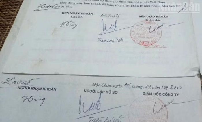 Ông Đặng Thế Hùng, tổ dân phố Chè Đen 2, phường Thảo Nguyên khẳng định toàn bộ chữ ký trong Hợp đồng khoán đất đã trồng cây lâu năm và độc quyền tiêu thụ sản phẩm chè búp tươi và Biên bản giao là giả mạo chữ ký của ông.
