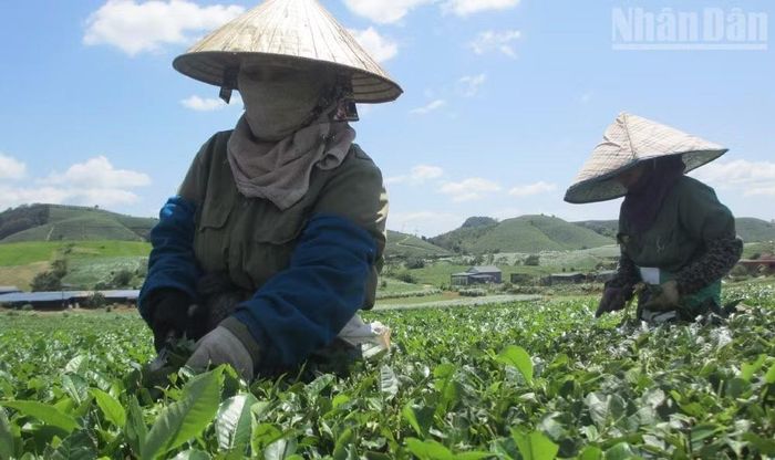 Theo phản ánh trực tiếp từ những người trồng chè tại các tổ dân phố thuộc phường Vân Sơn: Nhiều năm nay, thu nhập từ cây chè quá thấp, nhiều hộ đã chặt chè do mình trồng...