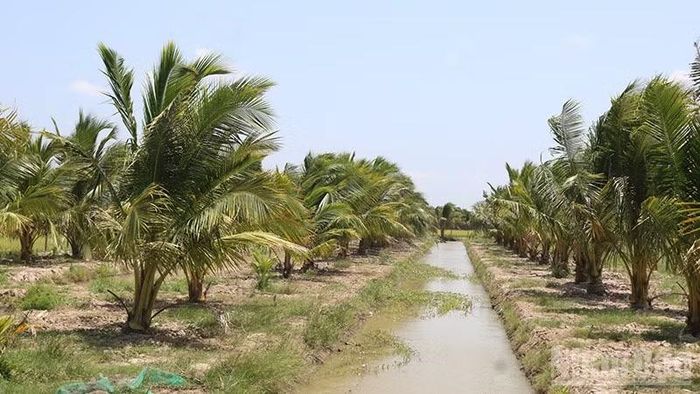 Nông dân xã Bình Phú, tỉnh Vĩnh Long chuyển đất lúa sang trồng dừa cao sản.