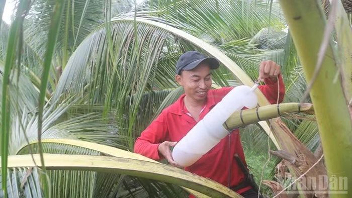 Nông dân xã Tiểu Cần, tỉnh Vĩnh Long thu hoạch mật hoa dừa.