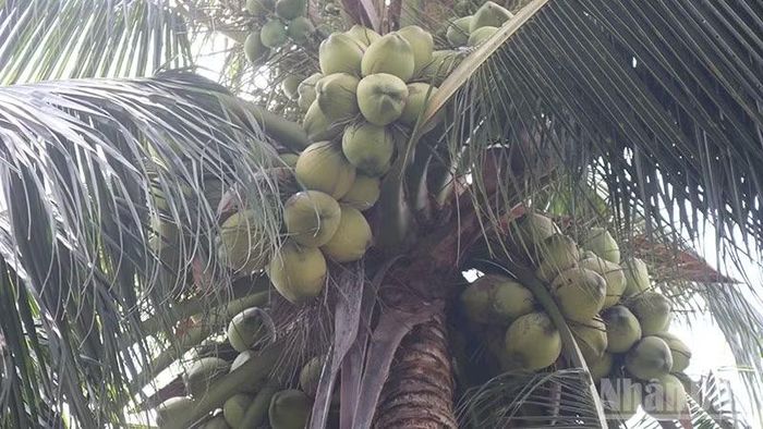 Cây dừa ta xã Hiếu Thành, tỉnh Vĩnh Long trĩu quả.