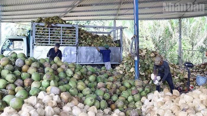 Một cơ sở sơ chế, thu mua dừa trái tại xã Nhị Long, tỉnh Vĩnh Long.