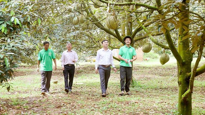  Nhờ chuyển đổi số trong nông nghiệp, nhiều vườn sầu riêng ở xã Ea Knuếc, tỉnh Đắk Lắk có năng suất cao. Ảnh: MAI CƯỜNG 