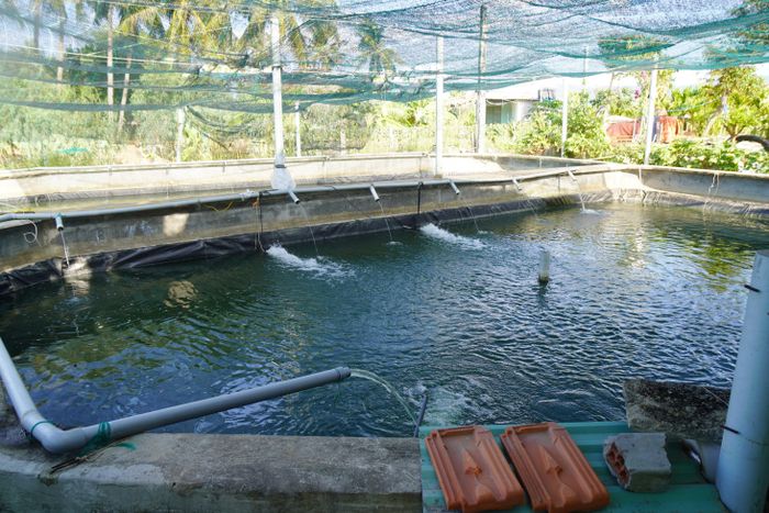 Ông Tú phát triển các hệ thống ao nuôi bê tông tuần 