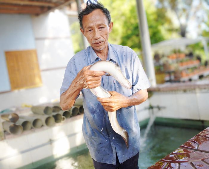  Cá chình nuôi hơn 2 năm đạt trọng lượng từ 1,5-3kg có thể xuất bán 