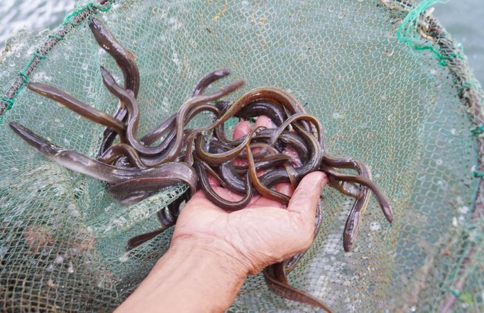  Cá chình giống được lấy từ nguồn tự nhiên ở đầm Trà Ổ hoặc các sông, suối miền núi khu vực Bình Định, Phú Yên trước đây (nay là phía Đông Gia Lai, Đắk Lắk) 
