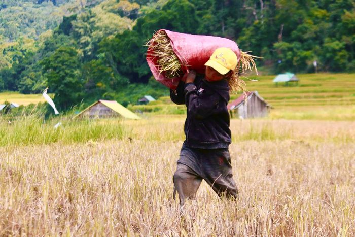  Vác lúa đến điểm tập kết. Ảnh: NGỌC CHÍ 