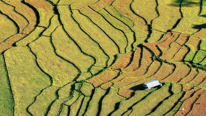  Những thửa ruộng bậc thang. Ảnh: VŨ THỊ HỒNG PHƯƠNG cung cấp 