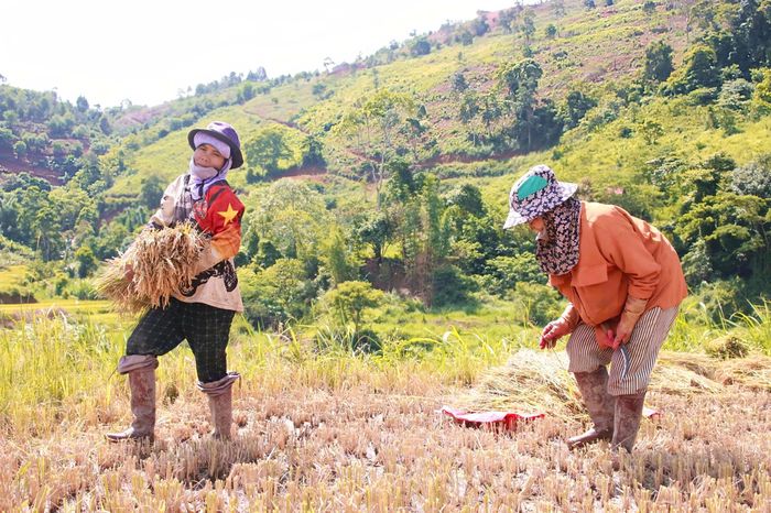  Lúa cắt xong sẽ gom thành từng bó. Ảnh: NGỌC CHÍ 