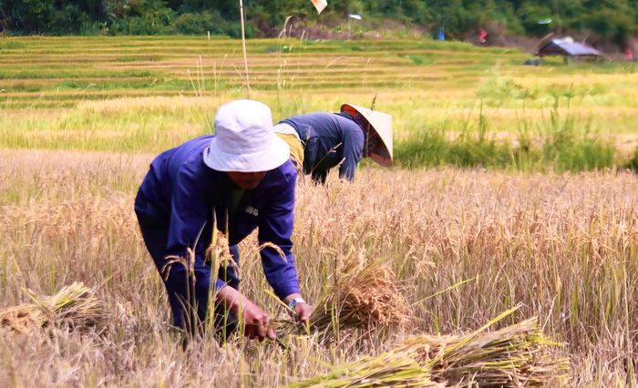  Người dân gặt lúa thủ công. Ảnh: NGỌC CHÍ 