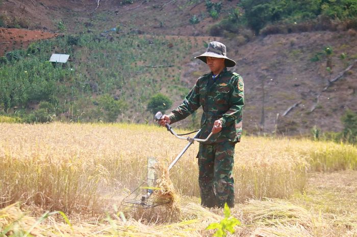  Dùng máy cắt lúa. Ảnh: NGỌC CHÍ 