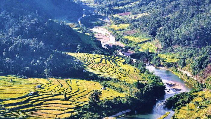  Những cánh đồng lúa trải dài dọc suối, nằm ven các cánh rừng. Ảnh: VŨ THỊ HỒNG PHƯƠNG cung cấp 