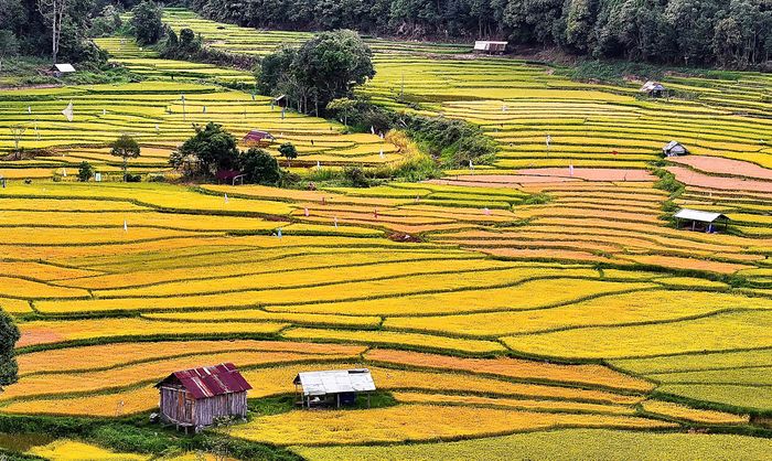  Cánh đồng lúa chín vàng. Ảnh: VŨ THỊ HỒNG PHƯƠNG cung cấp 