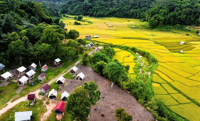  Lúa sau khi phơi khô sẽ được người dân cất giữ ở kho lúa nằm gần ruộng. Ảnh: Vũ Thị Hồng Phương cung cấp 