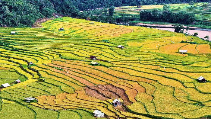  Những cánh đồng lúa rộng mênh mông. Ảnh: Vũ Thị Hồng Phương cung cấp 