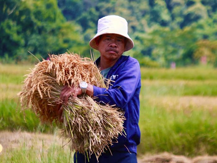  Bó lúa nặng trĩu hạt, báo hiệu vụ mùa bội thu. Ảnh: NGỌC CHÍ 